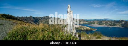 Aerial view of stark white tree stump stands sentinel over Spirit Lake with Mount St. Helens looming in the distance, The Dalles, Oregon, United State Stock Photo
