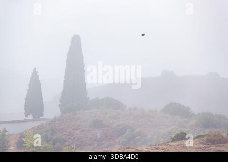 A deeply atmospheric photograph from the Alhambra countryside, where two tall, slender cypress trees stand shrouded in thick, bright fog Stock Photo