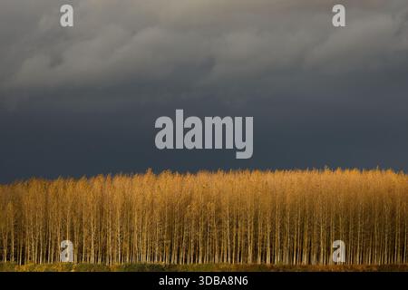 A dense copse of Alder trees in autumn colour lit by a low sun against a dark stormy sky. A large copy space in the top half Stock Photo