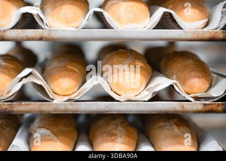 Close up view of   Freshly baked bagels on a metal rack in a bakery . Fresh baked goods background Stock Photo