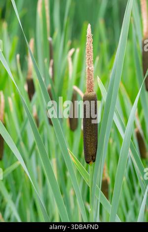 Typha latifolia, bulrush, long strap-shaped leaves, dark brown, cylindrical flower spikes Stock Photo