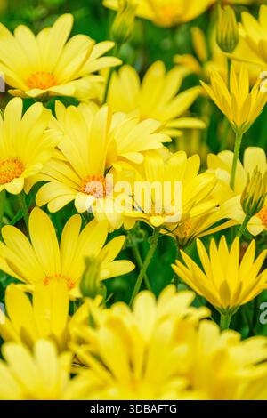 Osteospermum Voltage Yellow, African Daisy, golden-yellow daisy flowers, darker centers Stock Photo