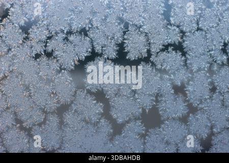 Delicate frost patterns on window glass forming natural ice crystals. Cold winter abstract texture with soft blue tones Stock Photo