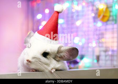 Cute white chinchilla with Santa Claus red hat on a background of Christmas decorations and Christmas lights. Little fluffy Santa. Winter concept and New Year pet gifts. Stock Photo