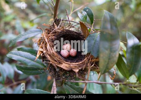 Close-up of a bird's nest containing three small speckled eggs hidden in green foliage, representing nature, birth, and fragile beginnings. Stock Photo