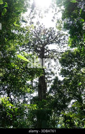 Majestic ancient tree towering in a lush green forest, low angle view looking up at the canopy with bright sunlight filtering through leaves. Stock Photo