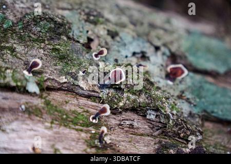 Small reddish-brown bracket fungi growing on a decaying log covered in green moss and lichen in a forest setting. Stock Photo
