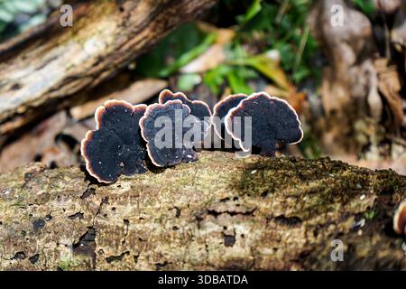 Close-up of black bracket fungi with white edges growing on a decaying log in a forest environment. Stock Photo