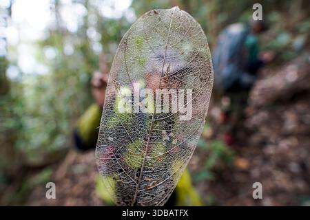 Close-up of a dry skeleton leaf showing intricate vein structure held in a forest with a blurred hiker in the background. Nature detail concept. Stock Photo
