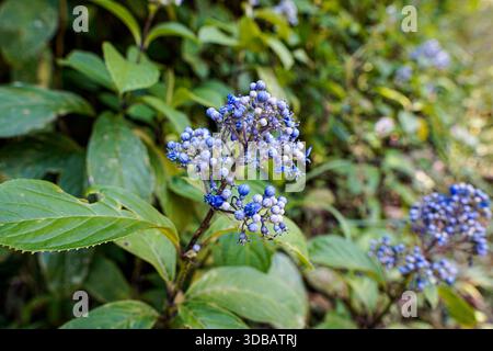 Close-up of Dichroa febrifuga blue flower buds, known as Blue Evergreen Hydrangea, growing wild in a lush green forest environment. Stock Photo