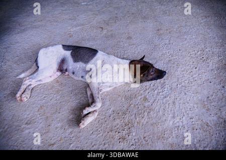 A thin, white and brown stray dog lies peacefully on a concrete floor, appearing to rest or sleep, evoking themes of animal welfare and resilience. Stock Photo