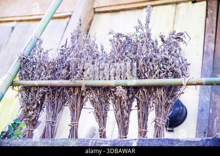 Bundles of dried plants, possibly herbs or crops, hanging on a bamboo rack in a traditional outdoor setting, showcasing agricultural drying methods. Stock Photo