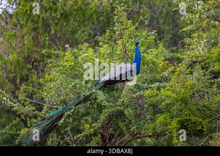 Male Indian Peafowl (Pavo cristatus) Perched in a Tree, Yala National Park, Sri Lanka Stock Photo