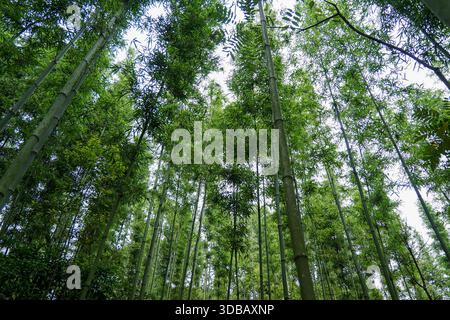 Looking up through a dense bamboo forest canopy with sunlight filtering through. Stock Photo
