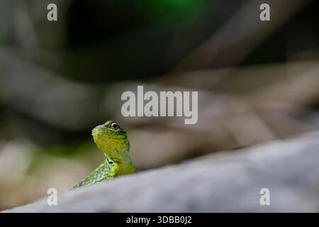 Collared lizard (Stenocercus chlorostictus) basking in the sun, perched on a branch Stock Photo