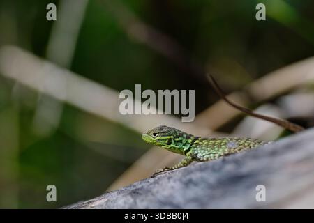 Collared lizard (Stenocercus chlorostictus) basking in the sun, perched on a branch Stock Photo