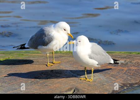 Two Common Gulls, Larus canus, standing on a seaside rock on a day of spring. Stock Photo