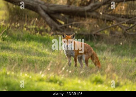 Adult female (vixen) Red fox (Vulpes vulpes) looking for its next meal. Worcestershire England UK. November 2025 Stock Photo
