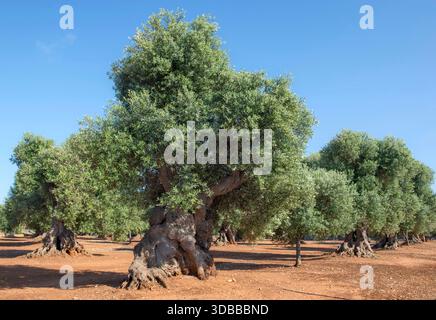 close-up on beautiful old and big olive tree with a twisted trunk anf large foliage growing in a field in red soil in Puglia, Italy Stock Photo