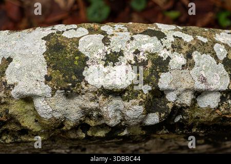 Lichens growing on a headstone in a churchyard, England, UK. Crustose lichen on stone surface. Stock Photo