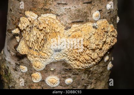 Basidioradulum radula, toothed crust fungus or fungi, growing on a fallen branch of a silver birch tree, England, UK Stock Photo