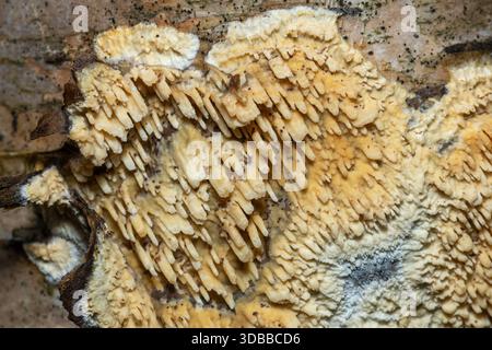 Basidioradulum radula, toothed crust fungus or fungi, growing on a fallen branch of a silver birch tree, England, UK Stock Photo