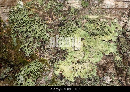 Different species of grey-green lichens growing on dead wood, England, UK Stock Photo