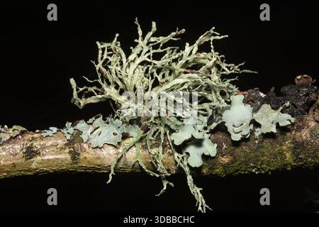 Different species of grey-green lichens growing on dead wood, England, UK, including oak moss lichen (Evernia prunastri) Stock Photo