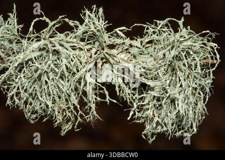 Grey - green lichen growing on twigs, England, UK, probably oak moss lichen (Evernia prunastri) Stock Photo