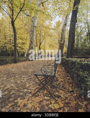 View of a solitary bench sits amidst a golden carpet of fallen leaves under a canopy of autumn trees, inviting contemplation, Aranjuez, Comunidad de M Stock Photo