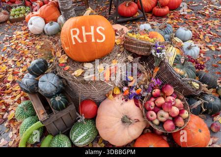 RHS Wisley autumnal rustic display of squash fruit and pumpkins produce to welcome visitors to the colourful seasonal horticultural gardens Surrey UK Stock Photo