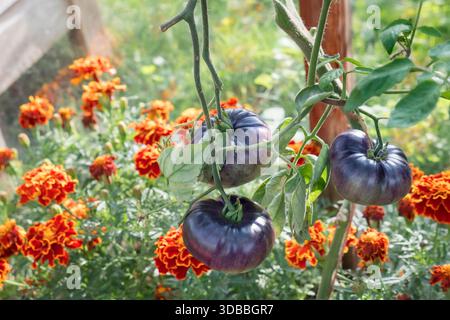BLUE BEAUTY TOMATOES cluster of lush blue/purple tomatoes, also known as blue tomatoes, ripening on vine in greenhouse, with marigolds adding  colour Stock Photo
