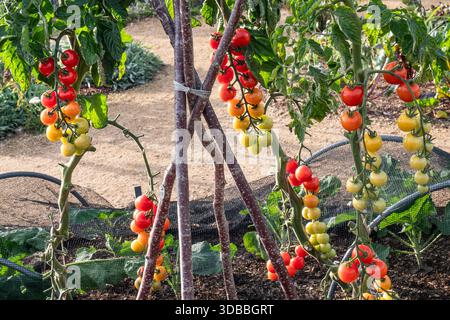 Grafted tomato 'CRIMSON CHERRY' ripening on vine in organic kitchen display allotment Surrey UK Stock Photo