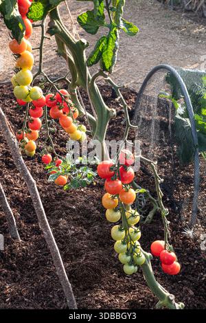Grafted tomato 'CRIMSON CHERRY' ripening on vine in organic kitchen display allotment Surrey UK Stock Photo