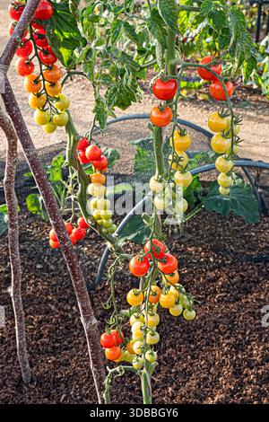 Grafted tomato 'CRIMSON CHERRY' ripening on vine in organic kitchen display allotment Surrey UK Stock Photo