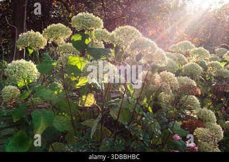 Hydrangea white flowering arborescens plants, commonly known as smooth hydrangea or sevenbark. Autumnal winter late sun flaring over dome shaped flower heads. resilient and easy-to-grow deciduous shrub, capable of thriving in full sun or partial shade. Stock Photo
