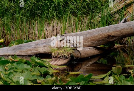 Duck resting on a nest near water and plants in a natural setting Stock Photo