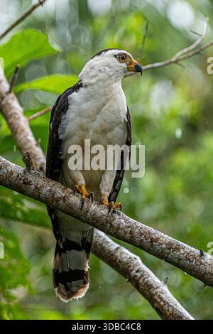 Juvenile grey headed hawk Stock Photo