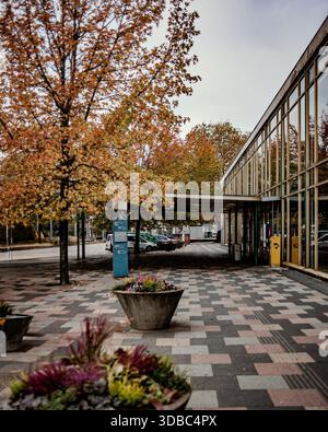 Autumn Plaza Patterned Pavement And Planters, Quiet Daytime Scene Under Canopy Of Yellow Leaves, Modern Glass Storefront Reflecting Trees, Concrete Be Stock Photo