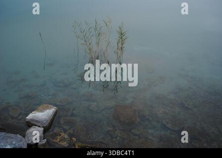 Autumn mood with a few plants and mossy stones under the water on the lake Stock Photo