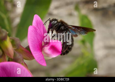 Violet Carpenter Bee (Xylocopa violacea) with extended mouthparts on Everlasting Pea Stock Photo