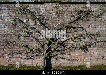 Espalier-trained fruit tree against a red brick wall, Apple tree growing against a red brick wall using the espalier training technique. Stock Photo
