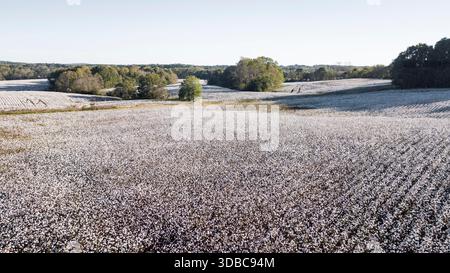 A cotton field on a sunset autumn day Stock Photo