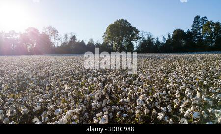 A cotton field on a sunset autumn day Stock Photo