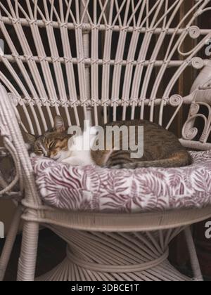 Tabby and white cat sleeping peacefully on a cushioned wicker chair outdoors Stock Photo