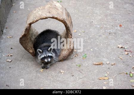 Raccoon resting inside a hollow tree log on a concrete ground surface. The animal faces the camera in natural light with scattered dry leaves around. Stock Photo