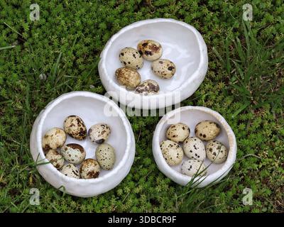 Top view of speckled quail eggs placed in handmade white ceramic bowls on green ground cover. Natural outdoor photograph with organic shapes and visib Stock Photo