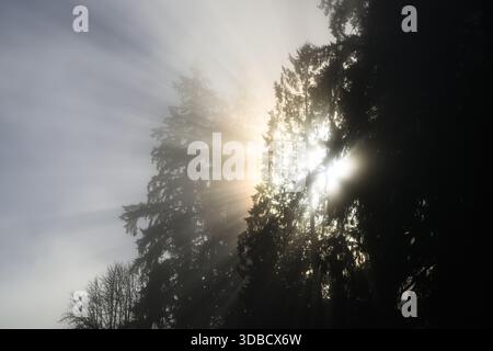 Shafts of sunlight bust through tree into misty sky forming sunbeams Stock Photo