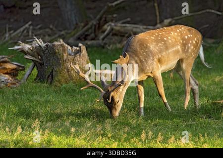 Fallow deer (dama dama), shovel deer, male, deer eating grass, grazing in a meadow at edge of forest, fallen and broken trees after heavy storm, storm Stock Photo