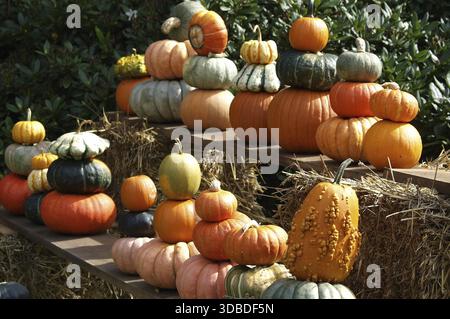 Stacked pumpkins of various types on hay bales, Borken, Westphalia, Germany Stock Photo